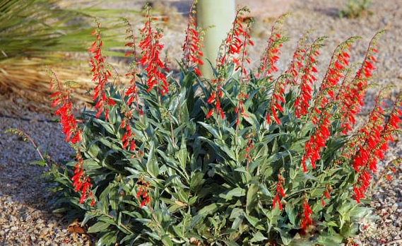 What is a Penstemon