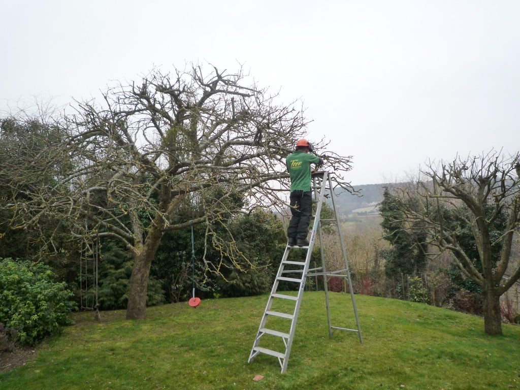 What’s the Difference in Winter and Summer Pruning