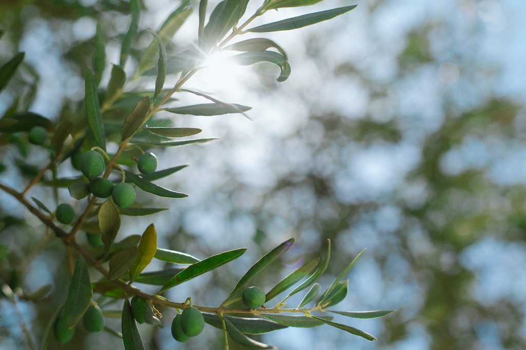 When (And How) To Prune Olive Trees