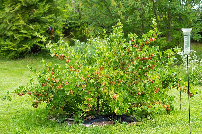 When Are Gooseberries Ready To Pick