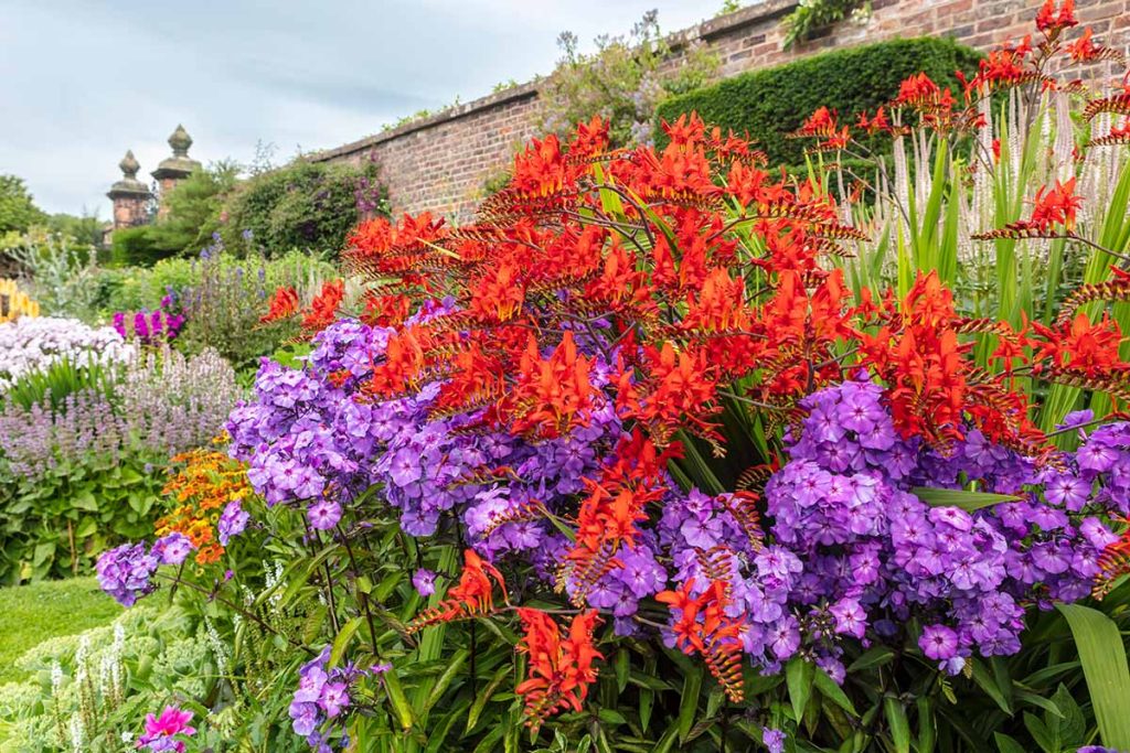 When to Cut Back Crocosmia