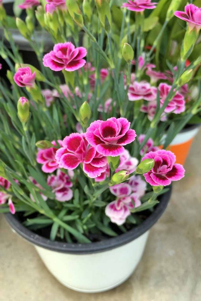 Dianthus in outlet pots