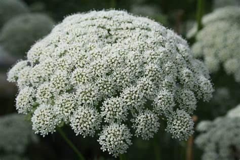 When to Harvest Ammi Majus