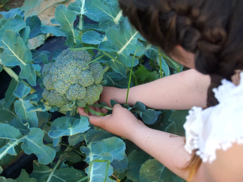 When to Harvest Broccoli