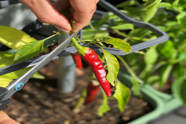 When to Harvest the Chillies
