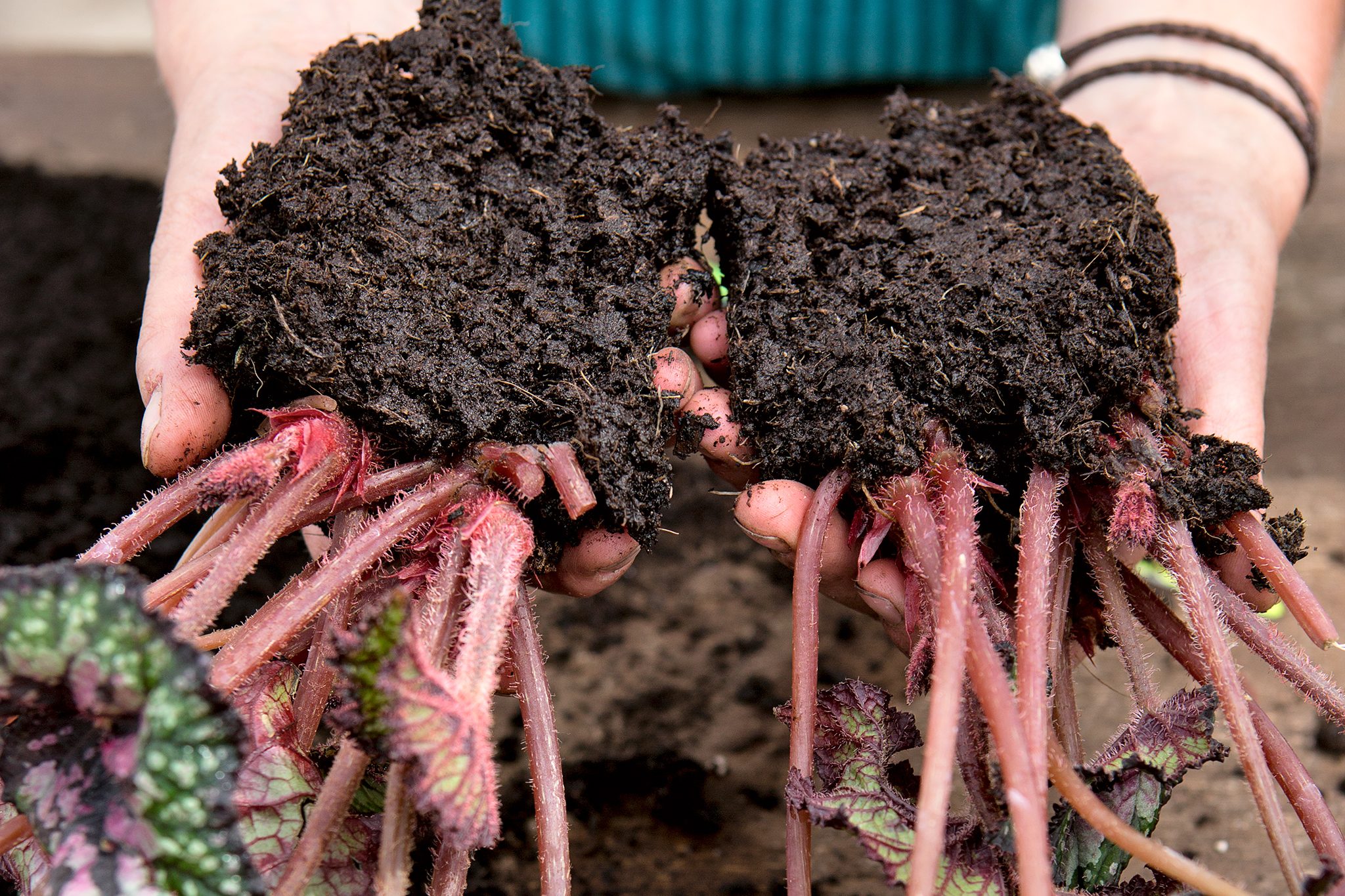 When to Lift Begonia Tubers