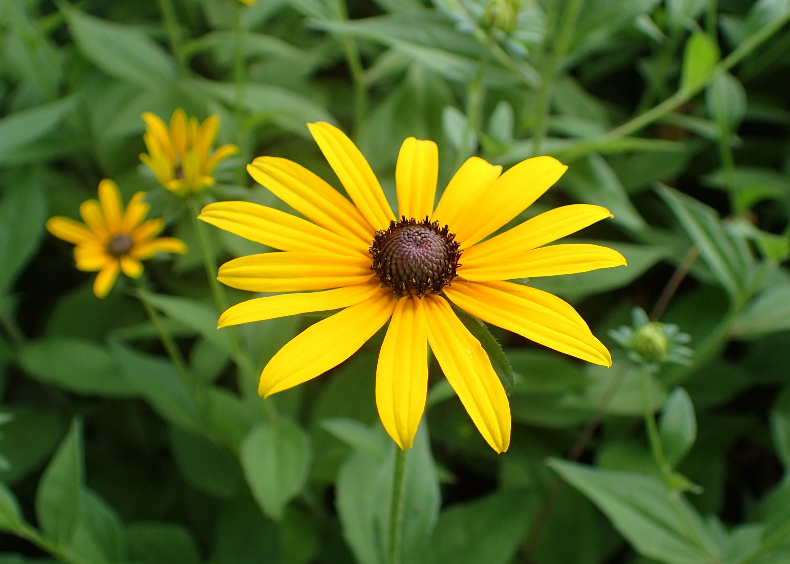 When to Plant Black-Eyed Susan