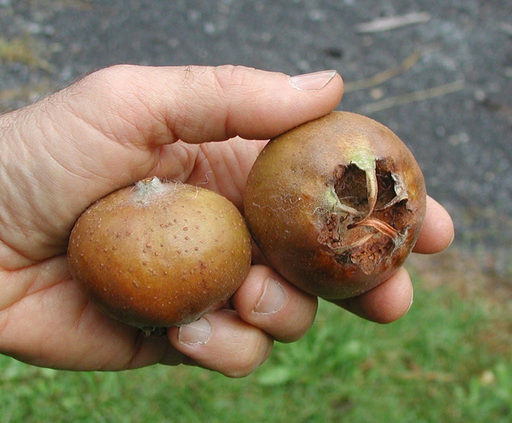 When to Plant Medlar Fruit Tree