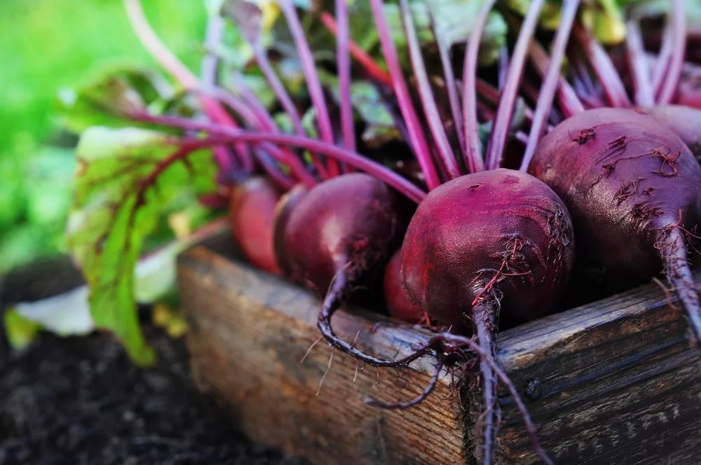 Where to Grow Beetroot