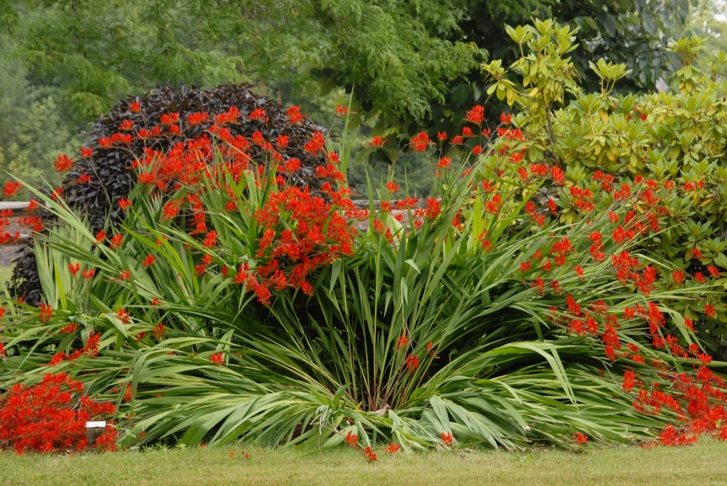 Where to Grow Crocosmia