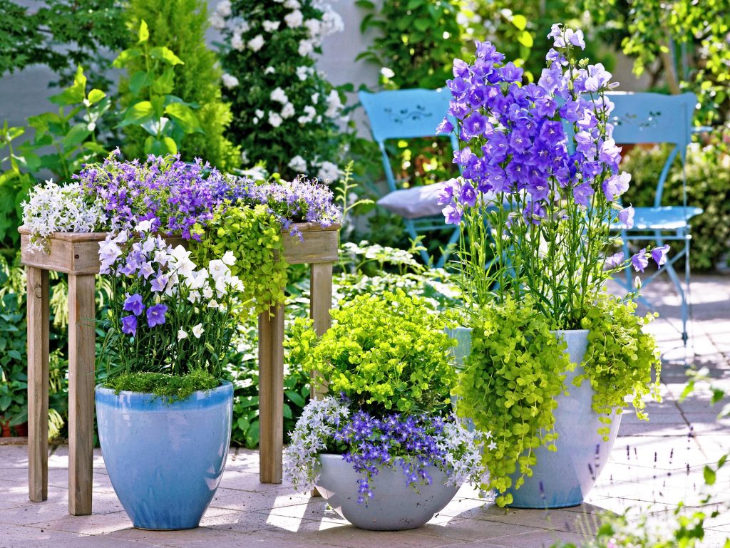 Where to Plant Campanula Seeds