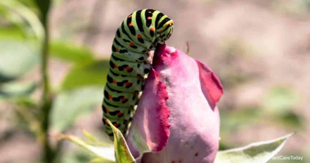 Which Pesticide to Use for Caterpillars on Roses