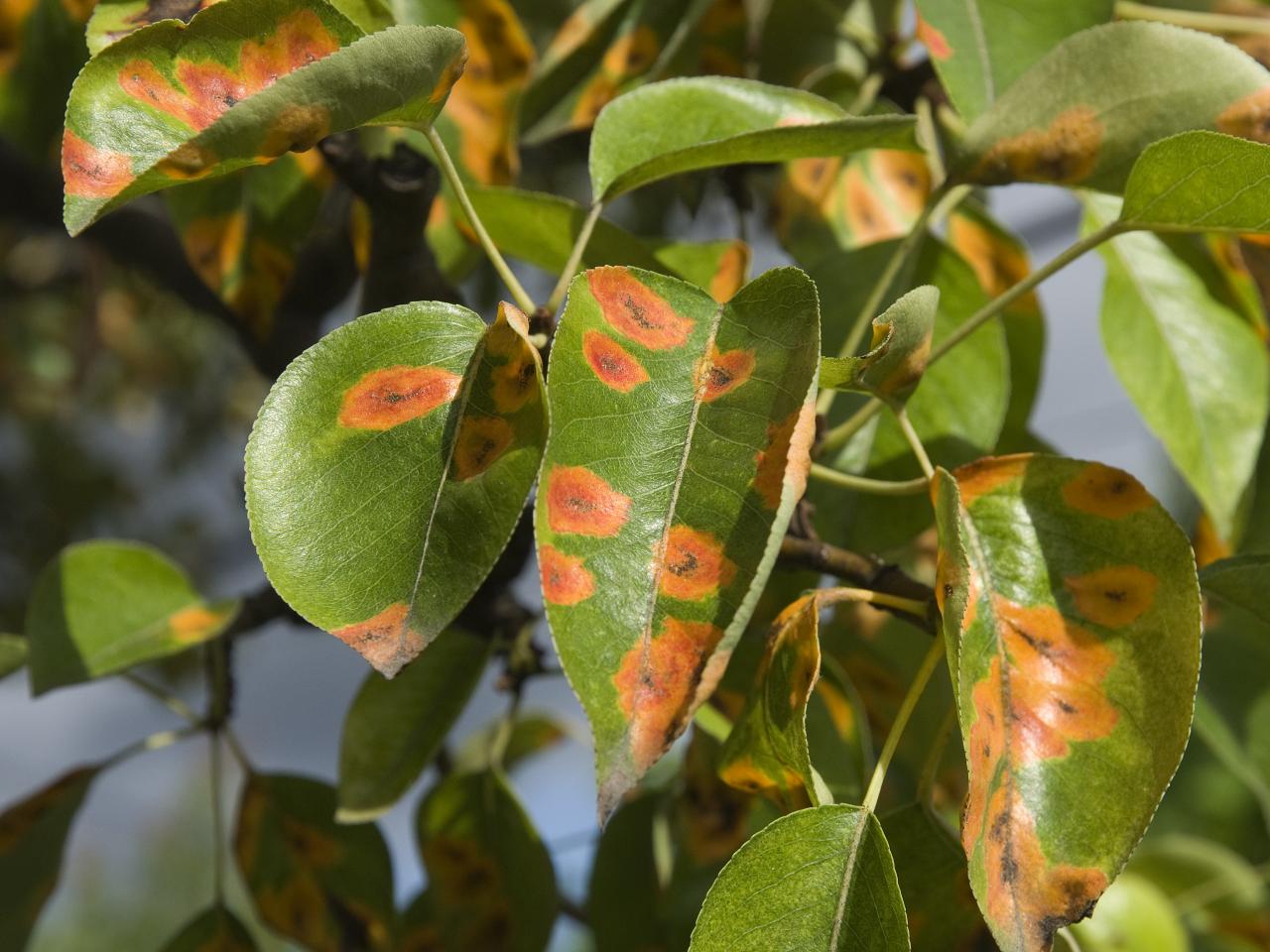 White Dusty Plant Problems, Dark Spots and Plant Rusts