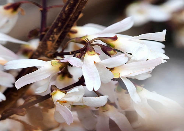 White forsythia