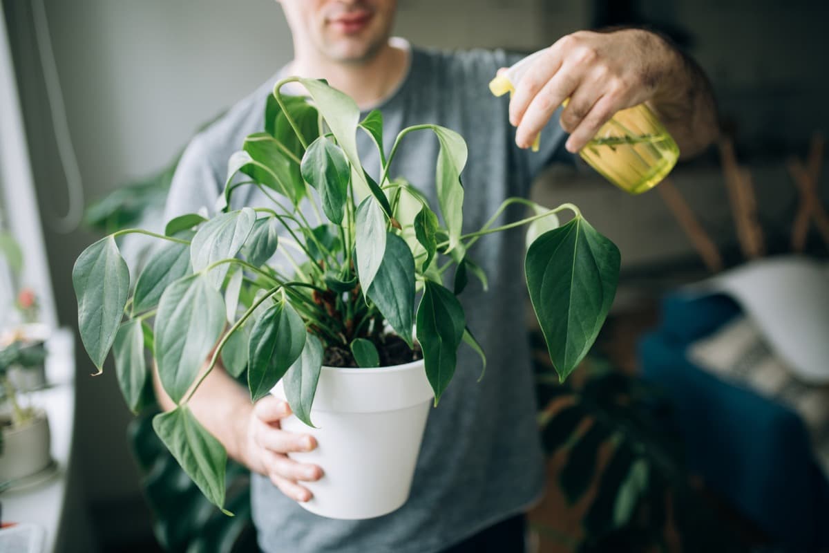 Why, How And When To Use Neem Oil On Plants