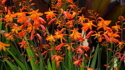 Why Is Crocosmia Not Flowering