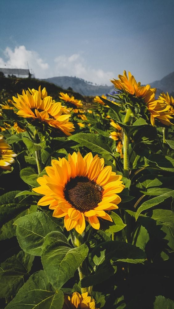 Why Should You Deadhead Sunflowers