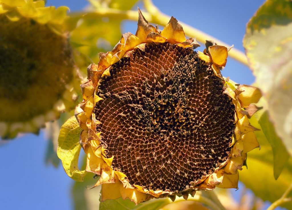 Why, When & How To Deadhead Sunflowers