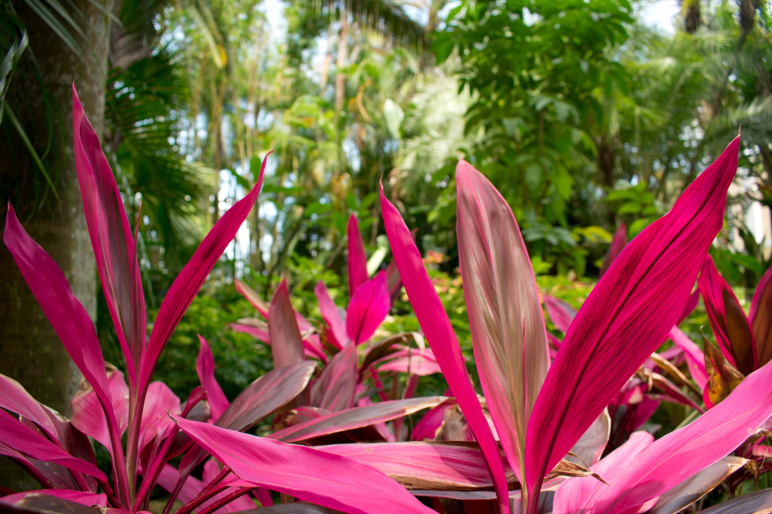 Will a Cordyline Grow Back