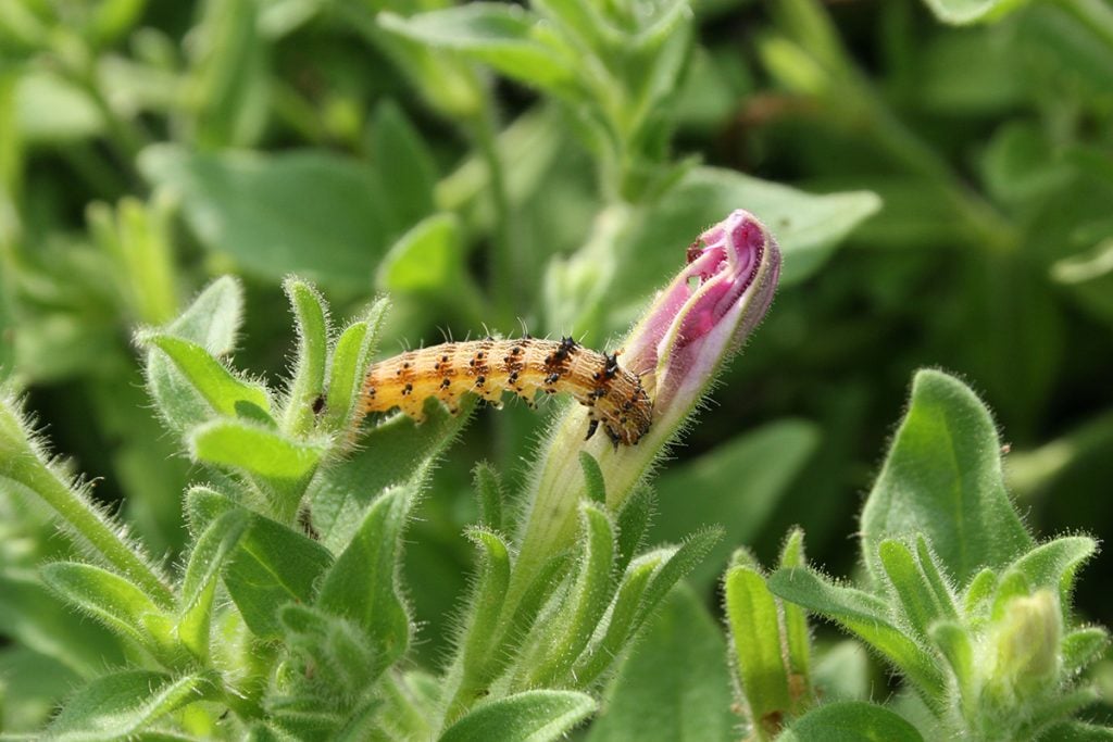 Will Spinosad Kill Small Caterpillars on Roses