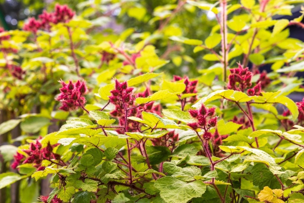 Wineberry