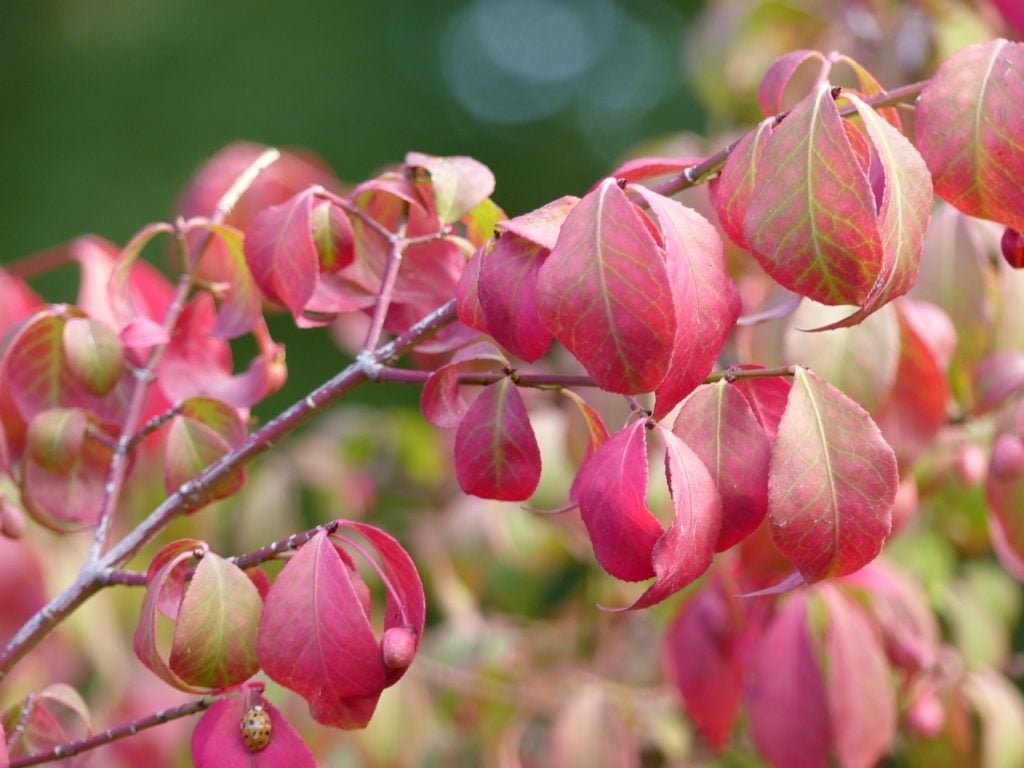 Winged Spindle