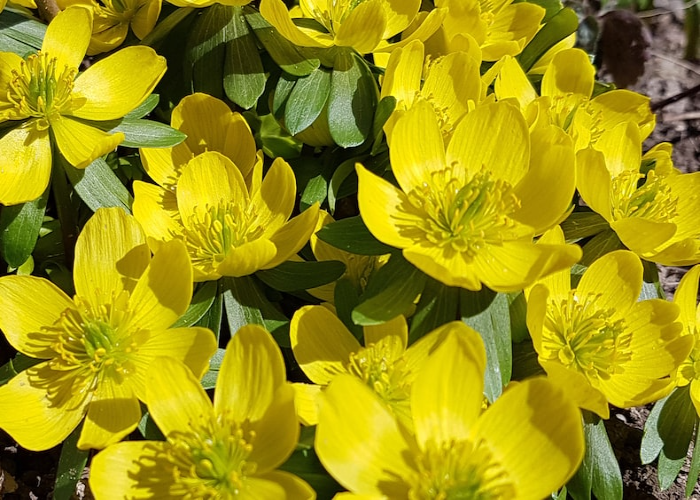 Winter Aconite