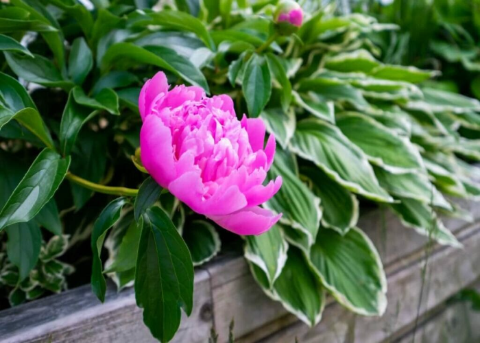 Winter Care for Peonies Plant