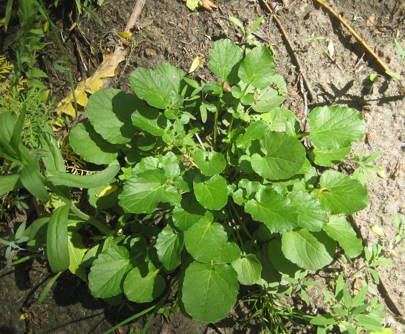 Winter Cress