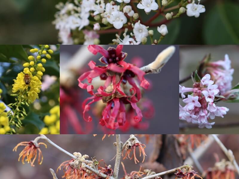 Winter-Flowering Viburnum Varieties