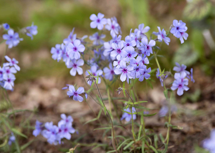 Woodland Phlox