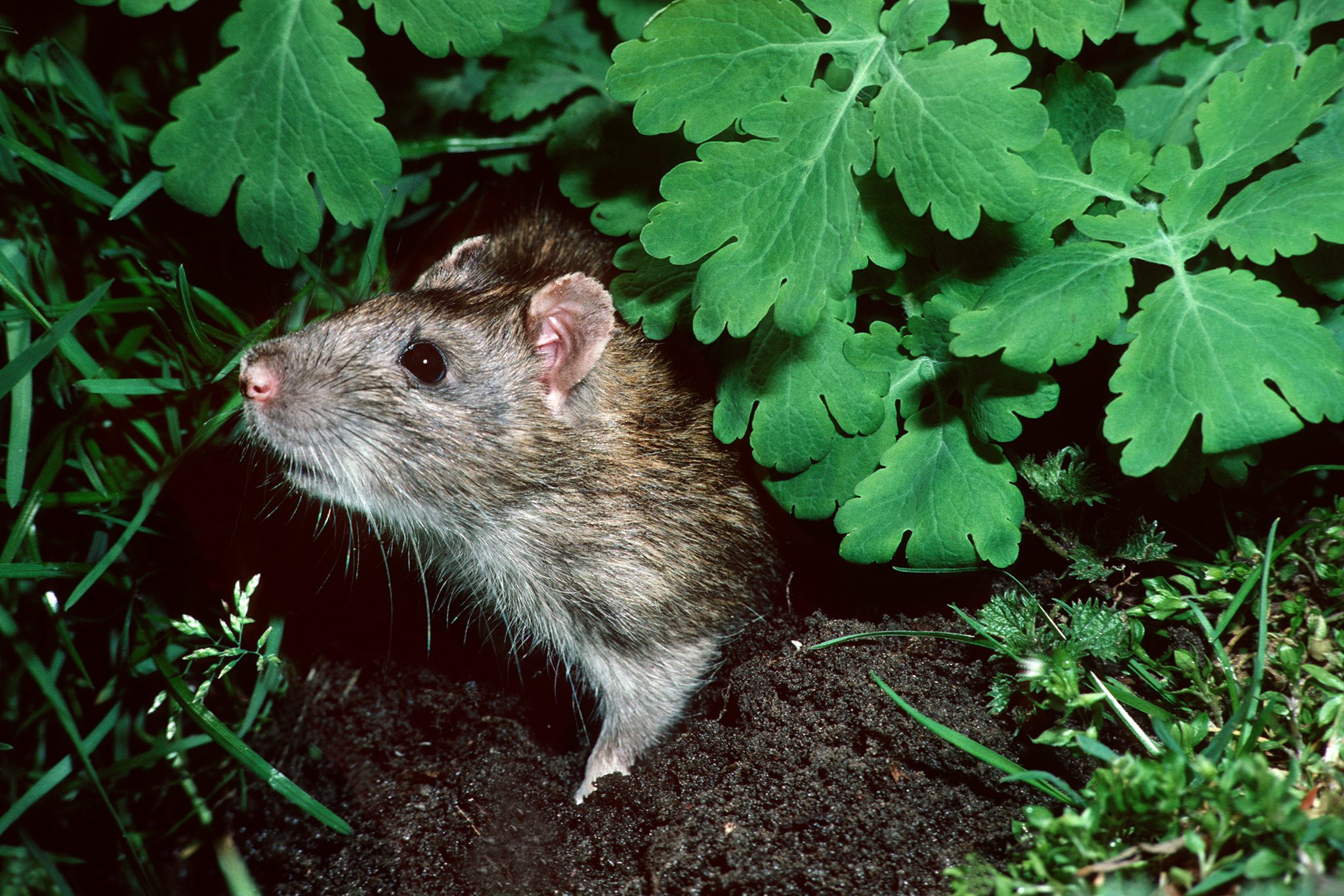 9 Ways of How to Get Rid of Rats from Your Garden