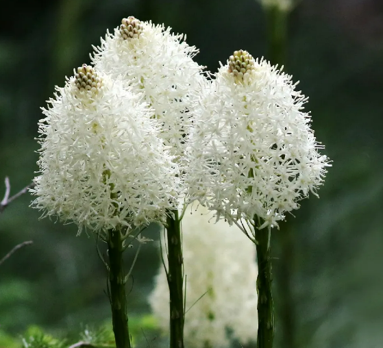 Xerophyllum