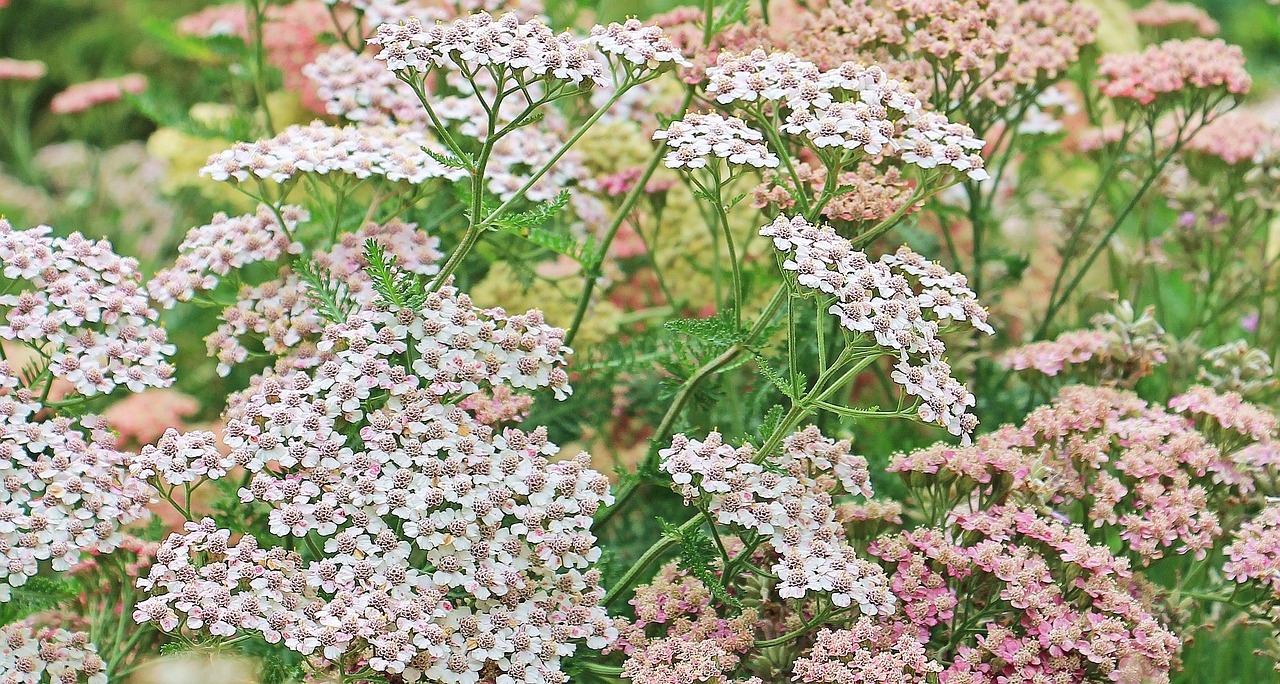 Yarrow