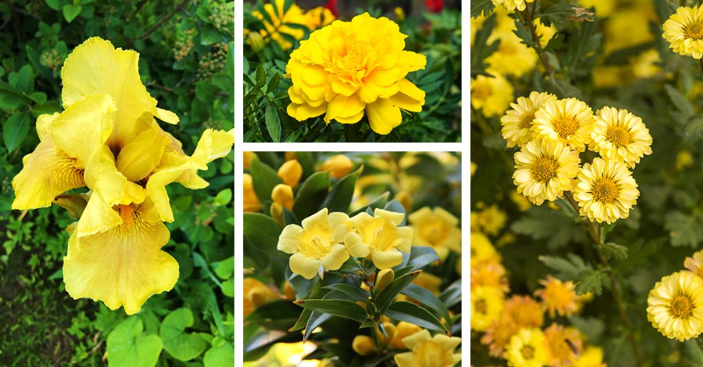 Yellow-Flowering Shrubs For Bold Garden Colour