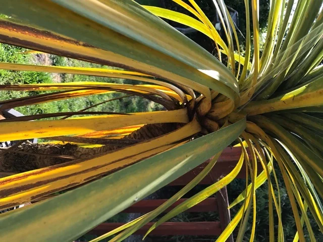 Yellow or Brown Leaves