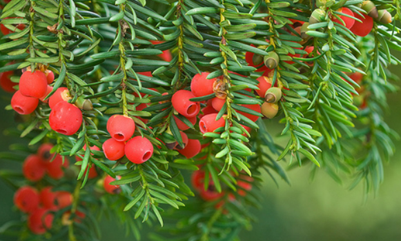 Yew (Taxus)