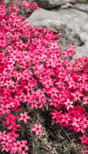 Moss Phlox