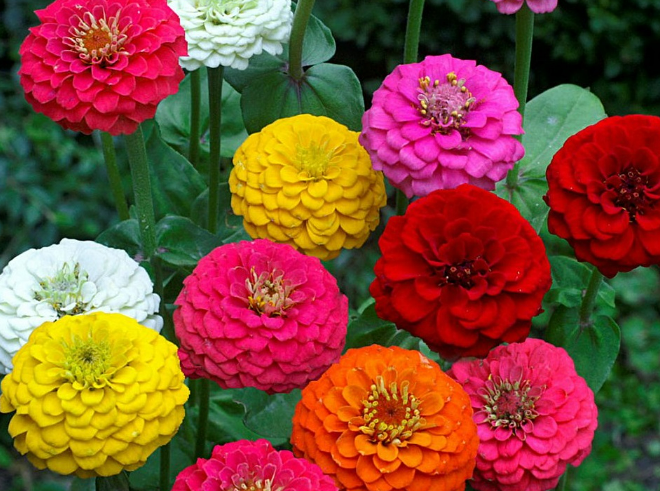 Zinnia.