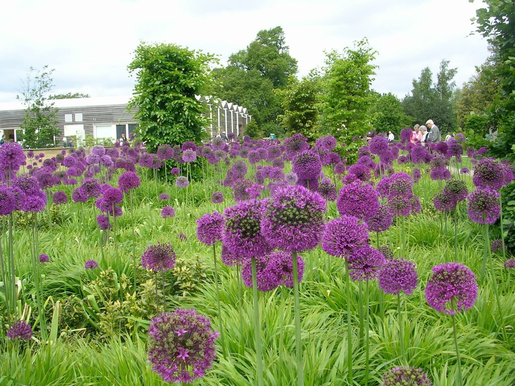 allium