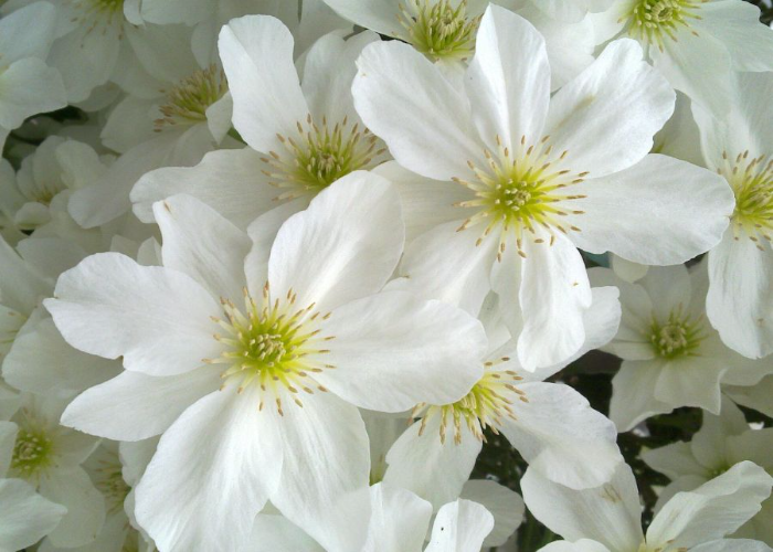  Clematis