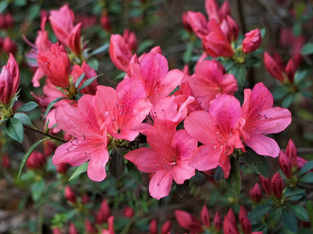 How to Revive a Fading Azalea Plant