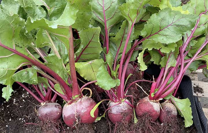 beets