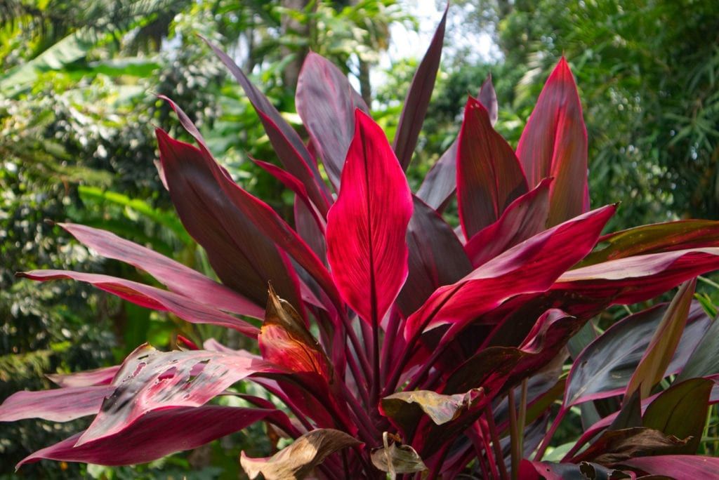 Do Cordylines Need Repotting?