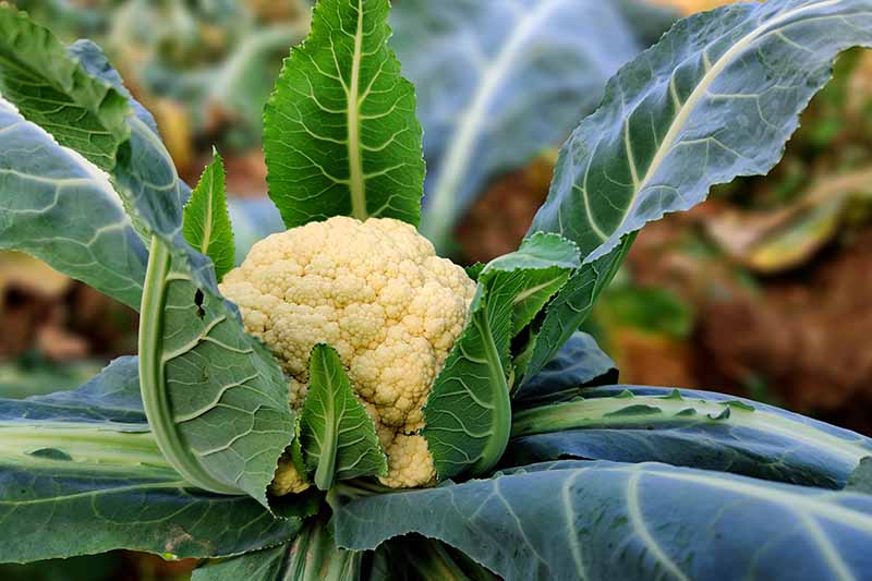 cauliflowerr