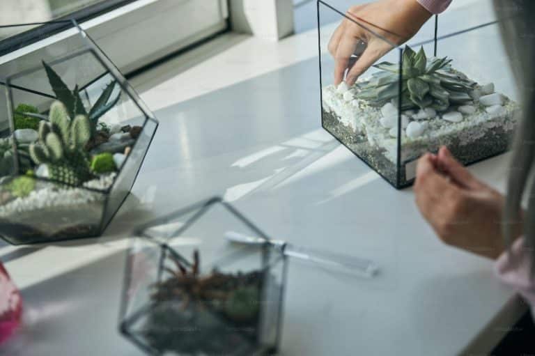 Bring the Beauty of Terrariums Into Your Home