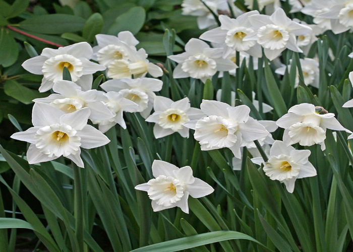 12 Small White-Flowering Plants for a Stunning Garden - TheArches