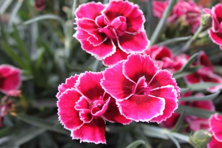 The Complete Guide To Grow Dianthus In Containers - The Arches