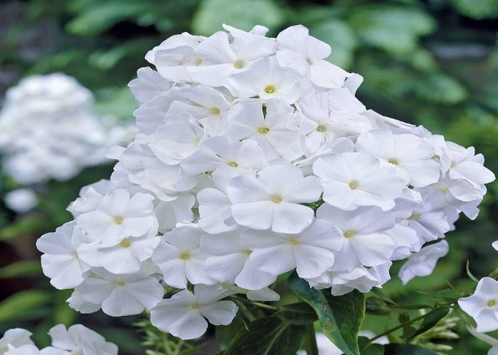 Phlox