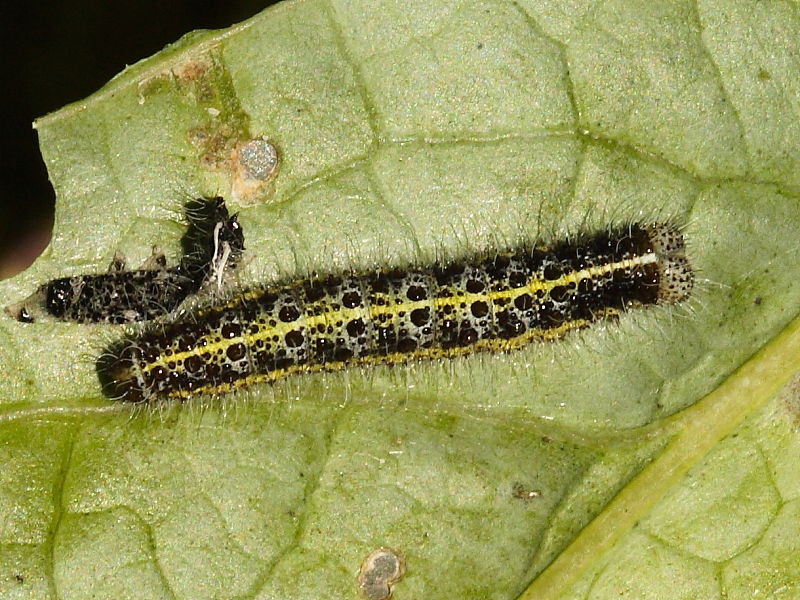 Red and Black Spiky Worms on Plants